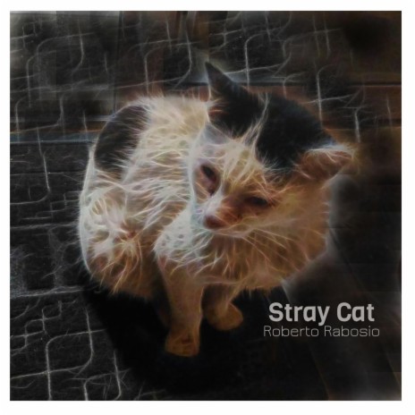 Stray Cat | Boomplay Music