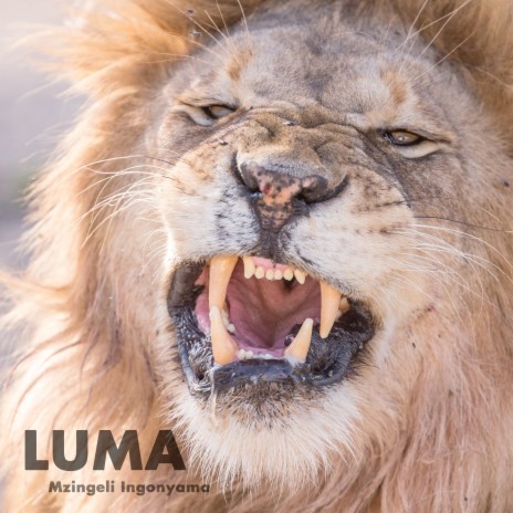 Luma | Boomplay Music