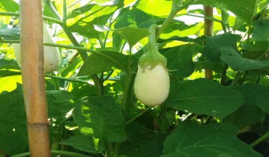 Aubergine cultivation in the open field
