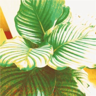 Calathea