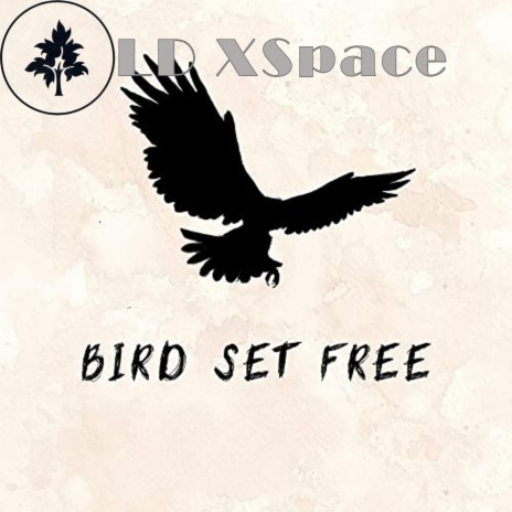 Bird Set Free | Boomplay Music