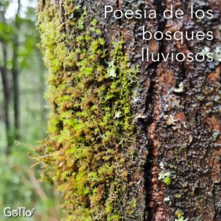 Poesía de los bosques lluviosos lyrics | Boomplay Music