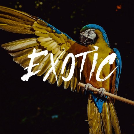 Exotic | Boomplay Music