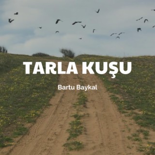 Tarla Kuşu