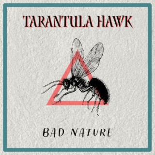 Tarantula Hawk