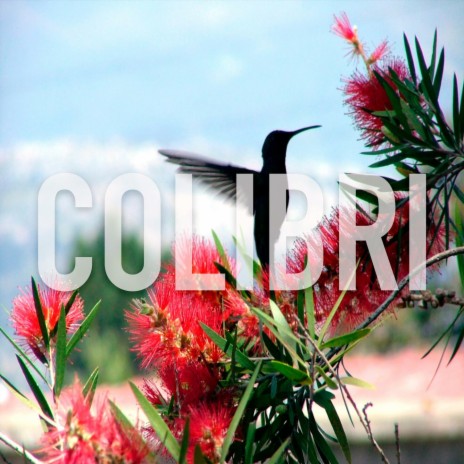 Colibri | Boomplay Music