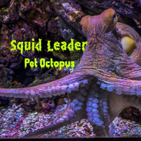 Pet Octopus | Boomplay Music