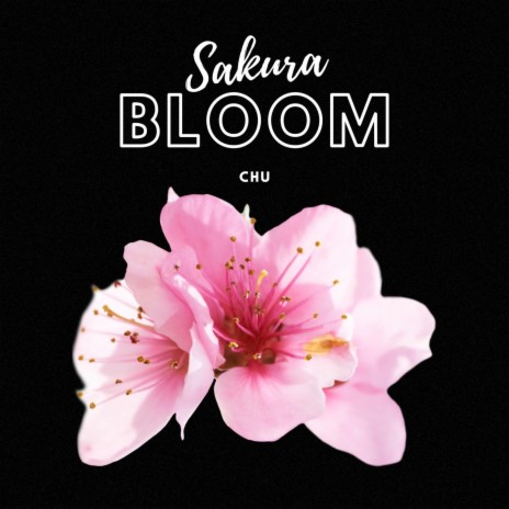 SAKURA BLOOM | Boomplay Music