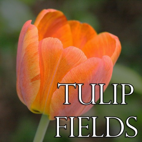 Tulip Fields | Boomplay Music