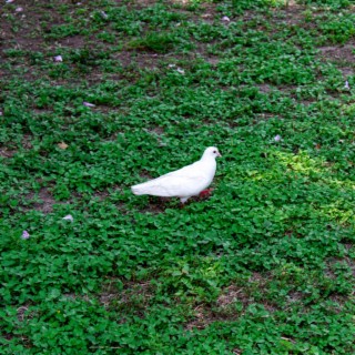 White Dove