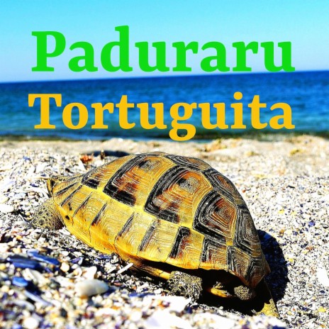 Tortuguita (Festival Music) | Boomplay Music