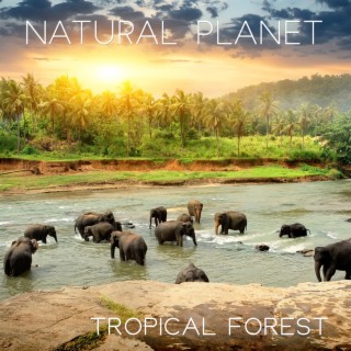Natural Planet - Tropical Forest