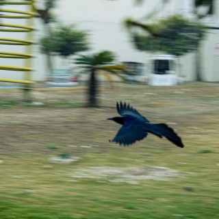 Grackle