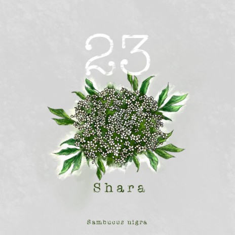 23 | Boomplay Music