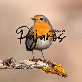 Sonidos De Pájaros: Meditación en el Bosque, Sonidos de la Naturaleza