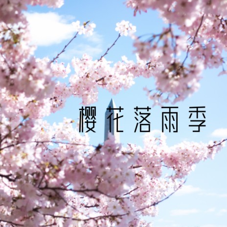 樱花落雨季 | Boomplay Music