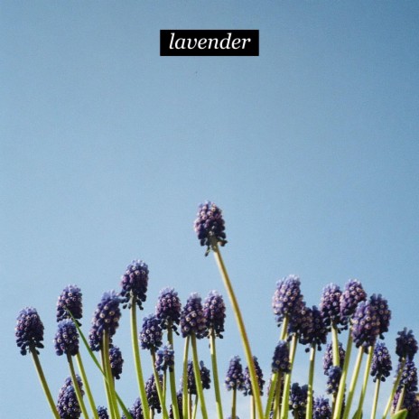 lavender | Boomplay Music