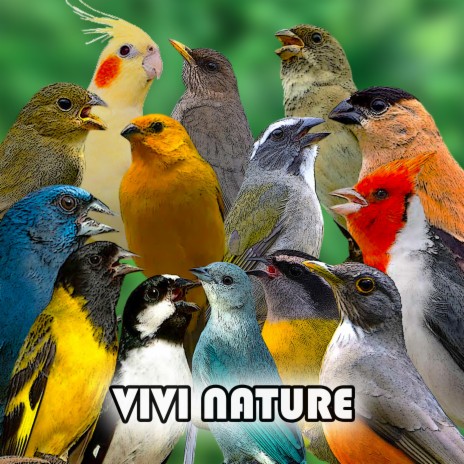 Papa capim cantando livre na natureza #sabia #aves #papacapim #coleiri