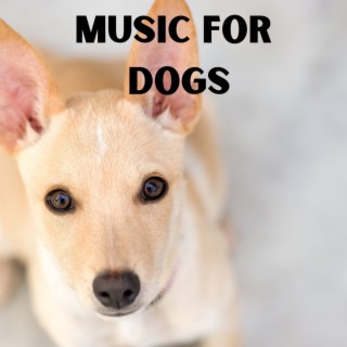 Music For Dogs