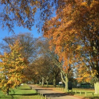 Down at the Park