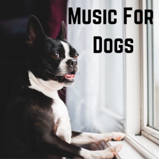 Music For Dogs