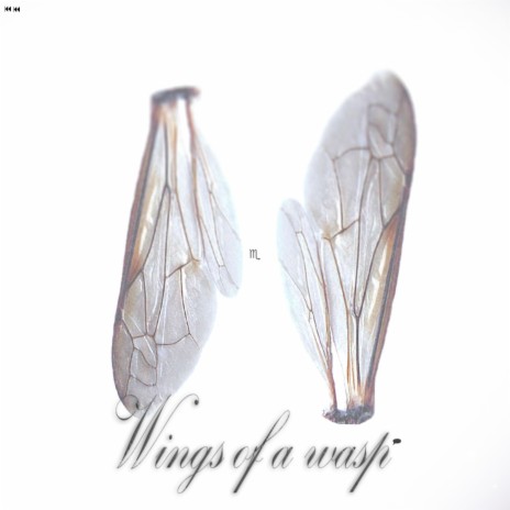 Wings of a wasp