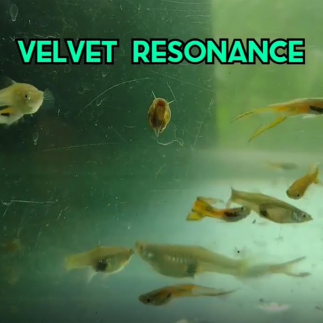 Velvet Resonance | Boomplay Music