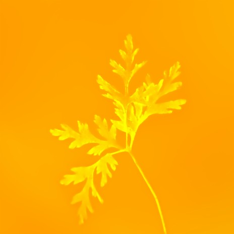 Yellow Leaves | Boomplay Music