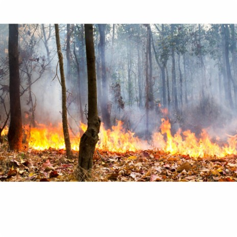 Forests Burning