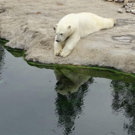 Polar bears and dogs playing | Boomplay Music