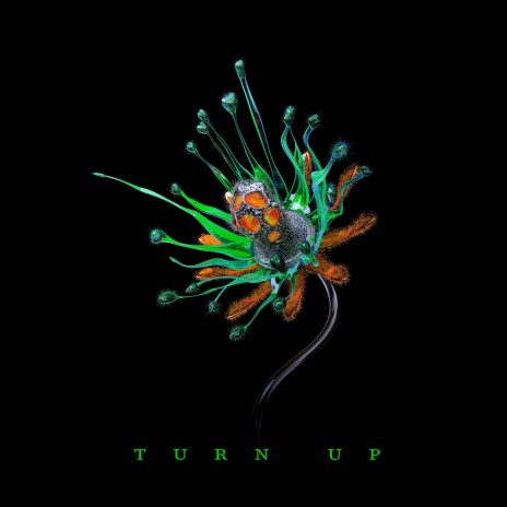 Turn Up | Boomplay Music