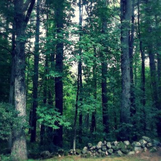 The Woods Behind My House