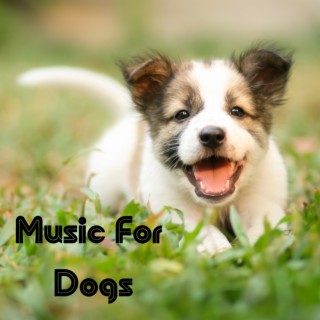 Music For Dogs