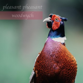 Pleasant Pheasant