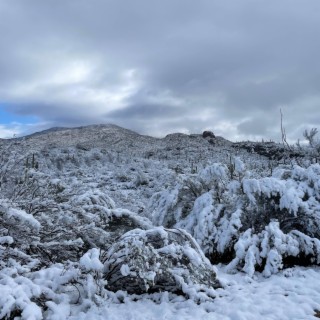 Desert Snow