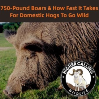 750 Pound Boars-Plus How Long Does It Take A Domestic Hog To Go Wild?