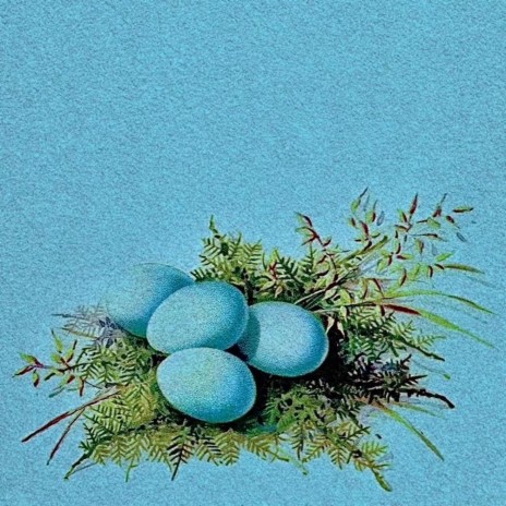 robin's egg blue | Boomplay Music