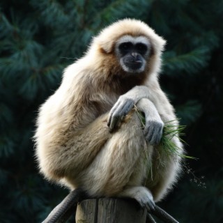 Gibbon on the Monkeyland bridge