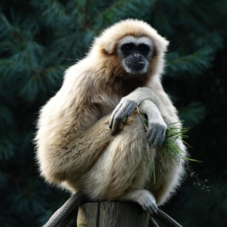 Gibbon on the Monkeyland bridge | Boomplay Music