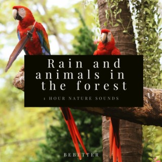 1hour Relaxing Rain Sound and Rain forest animal sound