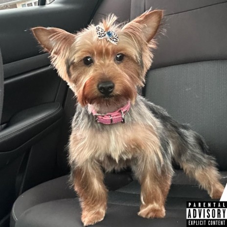 ZOEY ft. Lil DuWop & mark on the boards | Boomplay Music