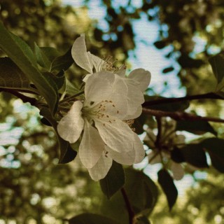 Summer In Victoria