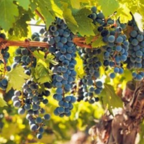 The Grape Vine | Boomplay Music