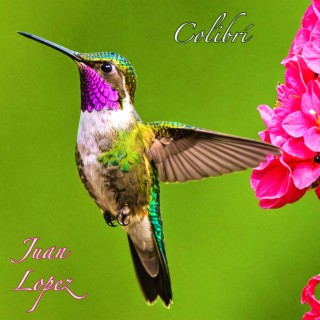 Colibri