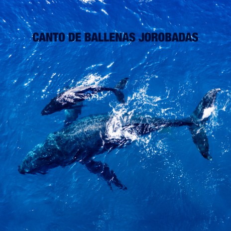 Ballenas Jorobadas En El Artico ft. Sonidos De La Naturaleza