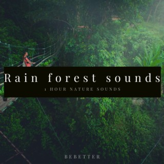 Relaxing Rain forest sound