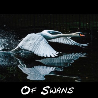 Of Swans