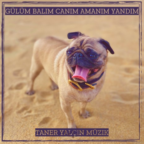 Gülüm Balım Canım Amanım Yandım | Boomplay Music