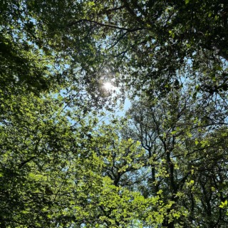 Wanstead Flats