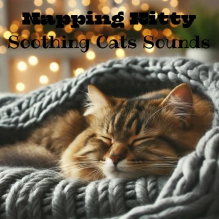 Napping Kitty - Soothing Cats Sounds, Sleep Peacefully